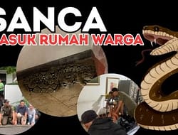 ULAR SANCA SEPANJANG TIGA METER DIEVAKUASI DARI RUMAH WARGA DI PONDOK INDAH