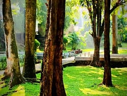 TAMAN LANGSAT: OASE HIJAU RAMAH LINGKUNGAN DI TENGAH KOTA