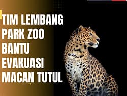 LEMBANG PARK & ZOO BANTU PENANGKAPAN MACAN TUTUL DI HOTEL ANUGERAH, BANTAH SEDANG LAKUKAN PENCARIAN