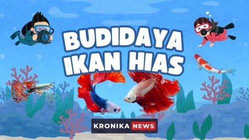 Budidaya ikan hias | Kronikanews.com
