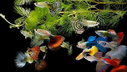 Budidaya ikan hias_Guppy