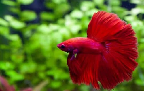 Budidaya ikan hias-Ikan Cupang